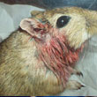 Blessure de combat