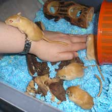 Mettez votre main dans la cage pour qu'elles s'habituent  votre prsence