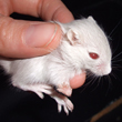 Malformation de l'une des pattes antrieures