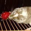 Une fraise