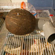 Terrier artificiel en noix de coco