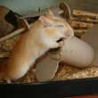 Caramel en action !