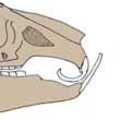 Malocclusion