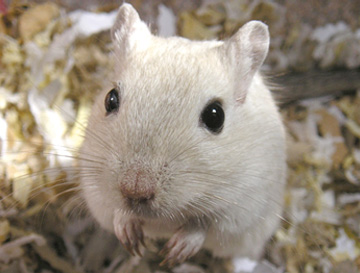 LCP Golden Agouti ()