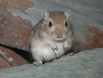 Golden Agouti (Agouti)