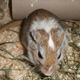 Aurore (agouti pied)