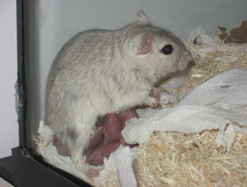 CP Golden Agouti (Agouti gantée)