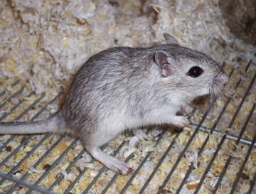 Grey Agouti (Agouti gris)