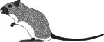 Aspect schÃ©matique du gerbille de type CP Grey Agouti (Agouti gris gantÃ©)