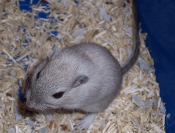 CP Grey Agouti (Agouti gris ganté)