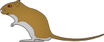 Aspect schématique du gerbille de type Argente Golden (Cannelle)