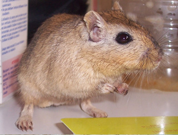 Nutmeg (Muscade)