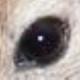 Les yeux : noirs