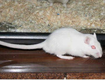 Pink Eyed White (PEW) (Albinos)