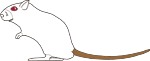 Aspect schématique du gerbille de type Dark Tailed White (DTW) (Himalayen)
