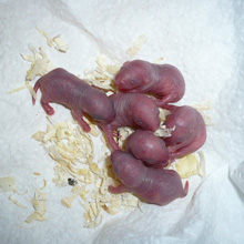 A la naissance
