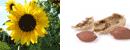 Les friandises
