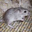 Gerbille gris agouti