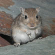 Gerbille agouti