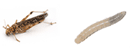 Les insectes (excellente source de protines)