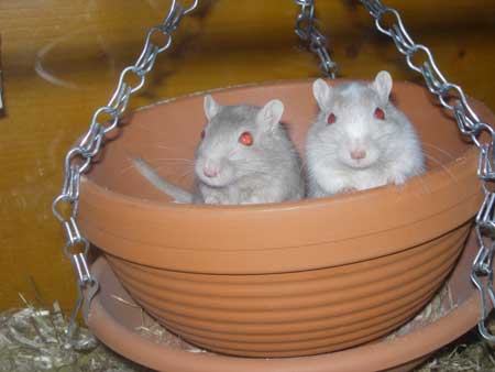 Dans un pot