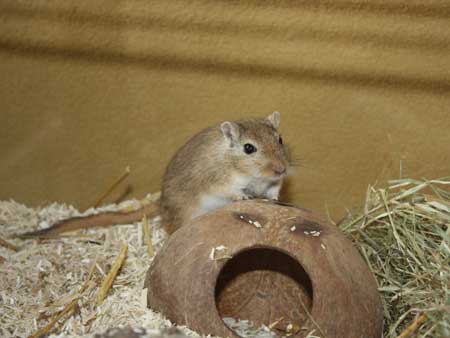 Agouti