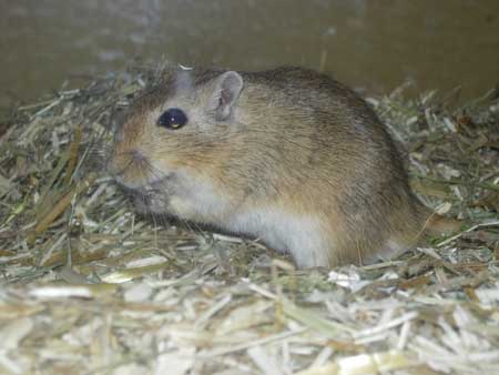 Agouti