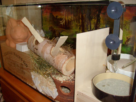 Shinichi, Jû kyu