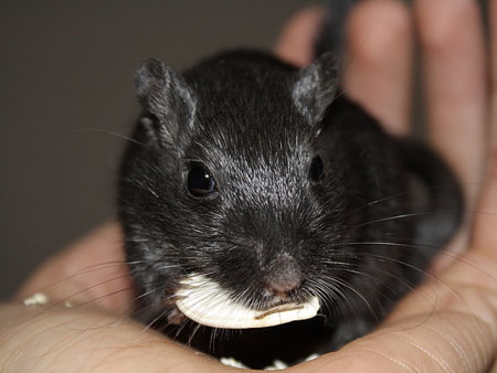 Benji