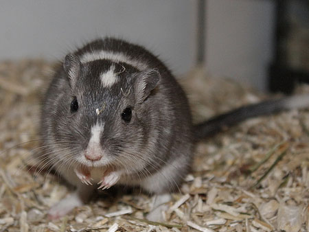 Yoku