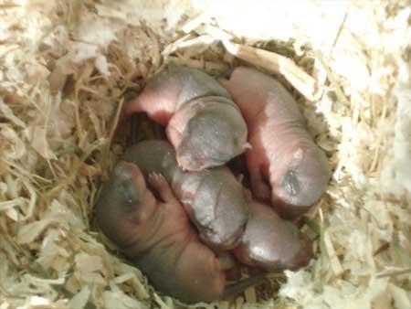 Bébés à 5 jours