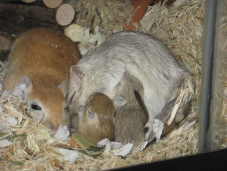 Sieste en famille