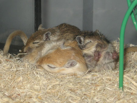 On dort en tas :)