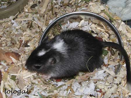 Zorro
