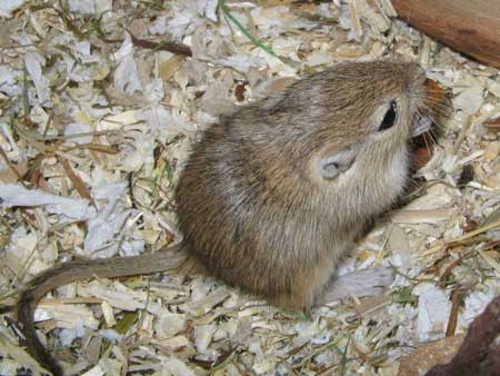 femelle agouti